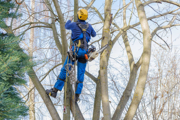 Trusted Rosita, TX Tree Services Experts